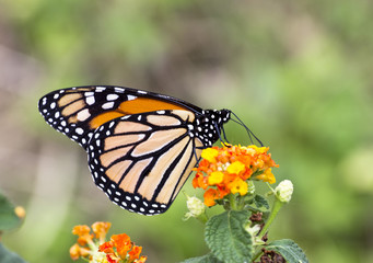 Fototapeta na wymiar Monarch butterfly