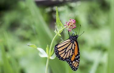 Fototapeta premium Monarch butterfly
