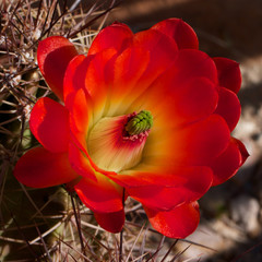Red and Yellow Cactus Desert Flower