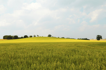 Rural landscape in Essex, UK