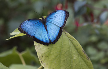 Morpho Peleides