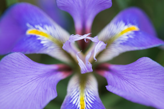 Iris Unguicularis 'Mary Barnard' in bloom