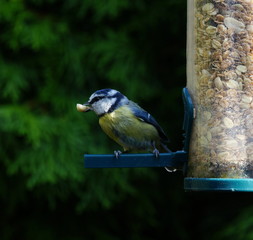 Naklejka premium Garten,Blaumeise,Gartenvogel
