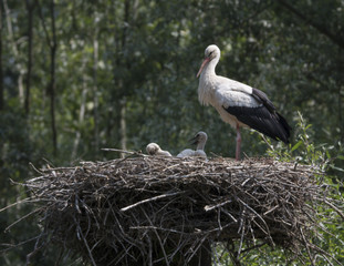 White stork