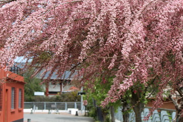 Beatiful pink tree