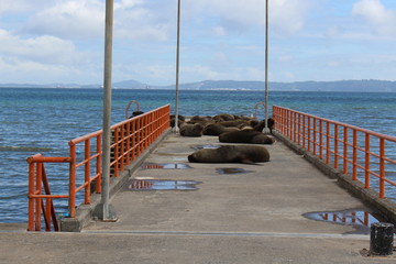 Chilean pier