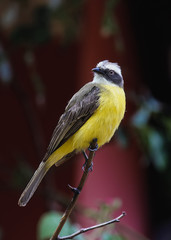 Great Kiskadee on branch lovely detail photo - Pitangus sulphuratus