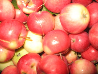 fresh_shells_apple