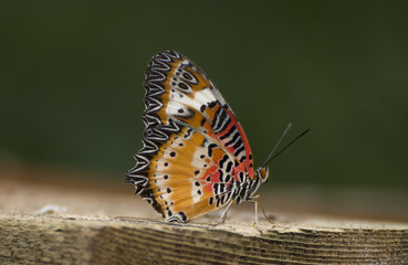 Leopard lacewing butterfly