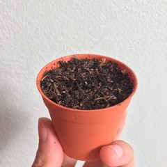 hand catch plastic pots orange have soil, white background