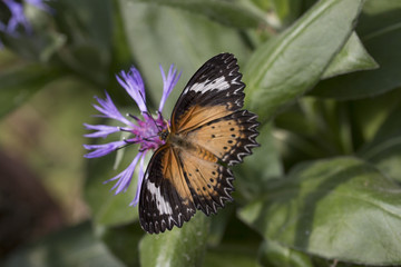 Fototapeta premium Leopard lacewing butterfly