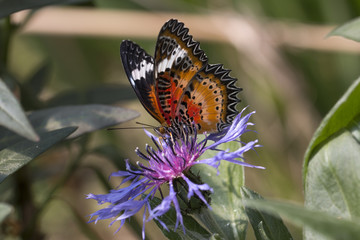 Leopard lacewing butterfly