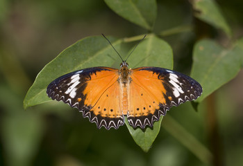 Leopard lacewing butterfly