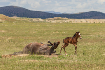 Wild Horse Mare and Her Cute Foal