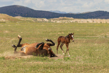 Wild Horse Mare and Her Cute Foal