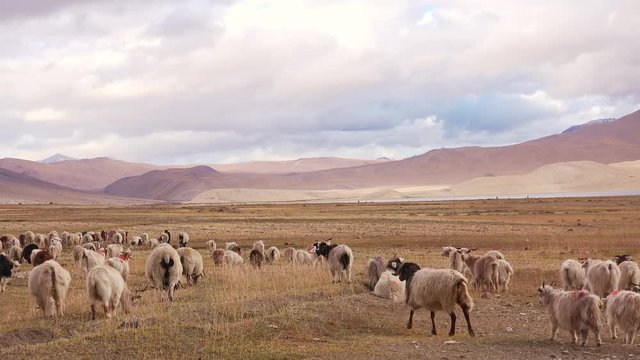Herd of sheeps and Changthangi or Kashmir Pashmina goats eating herbs against beautiful Himalaya mountains near Tso Moriri lake. Gorgeous domestic animals grazing at Himalayan highlands. Ladakh, India