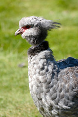 Crested screamer