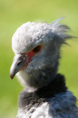 Crested screamer