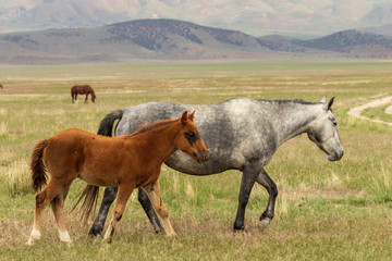 Fototapeta premium Wild Horse Mare and Her Cute Foal