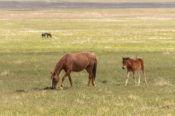 Fototapeta na wymiar Wild Horse Mare and Her Cute Foal