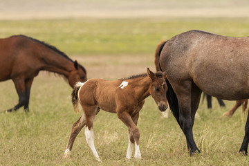 Wild Horse Mare and Her Cute Foal