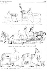 Illustration of animal