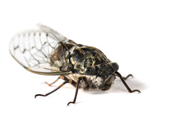 Cicada