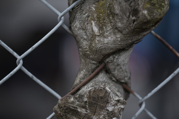 caught in the fence