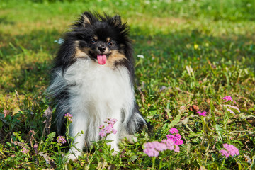 Obraz premium Funny fluffy Pomeranian dog and summer flowers outside