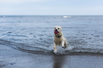 Portrait of a cute dog breed golden retriever with the ball in his mouth has fun on the beach