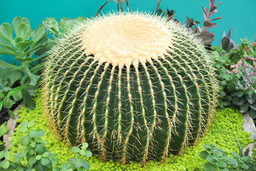beautiful big green cactus in garden
