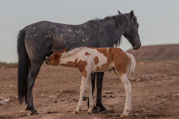 Wild Horse Mare and Her Cute Foal