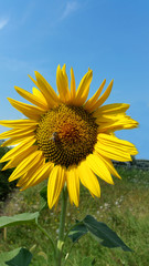 sunflower with bee on the blue sky background
