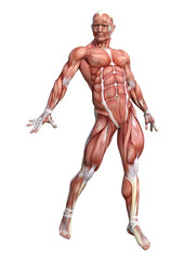 3D Rendering Male Anatomy Figure on White