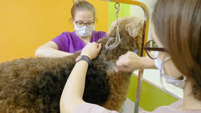 Pet grooming salon. Two women cleaning the fur and skin of airedale terrier dog. 4K