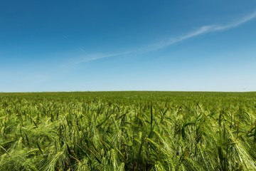 Green Barley / Wheat Field