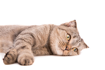 Gray cat in a lying position close up. Gray cat lies on a white background.