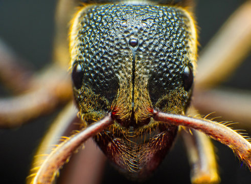The Ants head Extreme macro shot of Ant face details.