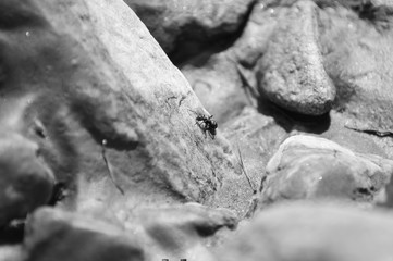 Tiny ant walking on mud and rocks