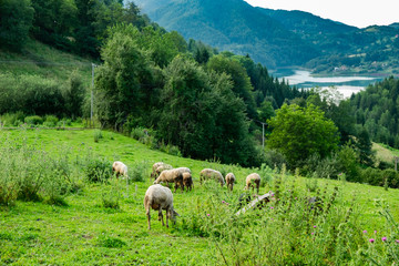 A herd of sheep grazing on the slopes of hills govered with grass and trees, with the Zaovine lake in the bacground. Shot in Tara national park in Serbia