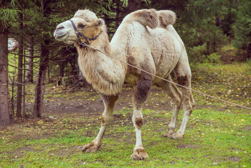 Brown two-Humped Camel in the forest, in the bridle