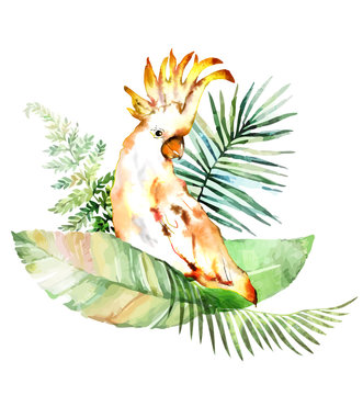 Тropical plants with cockatoo.