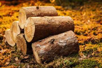 old tree trunks on moss in the forest at sunset