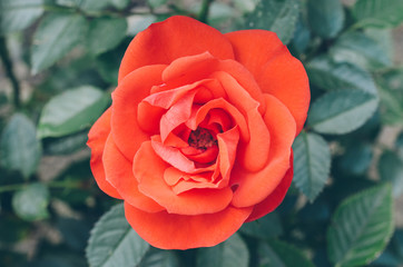 Red rose in bloom