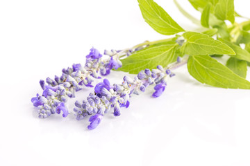 Lavender flower isolated on white background