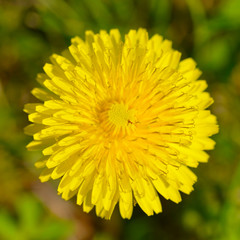 dandelion flower detail
