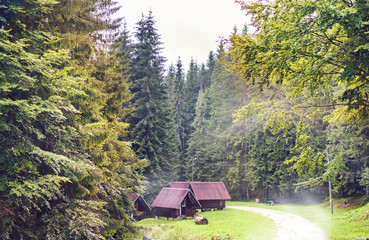 Road in forest with cloudy sky on background