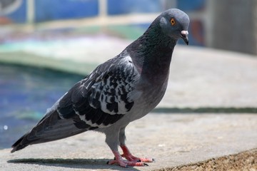 Pigeon