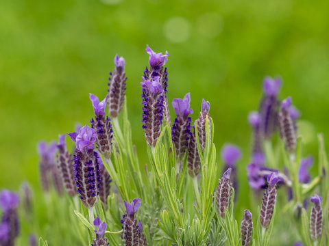 Lavandula stoechas. Lavande papillon ou lavande &agrave; toupet