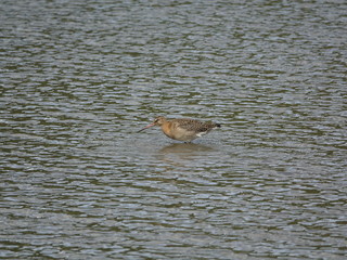 Black tailed godwit (Limosa limosa)